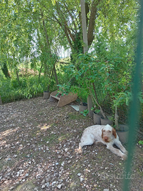 Femmina di 3 anni razza spinone italiano