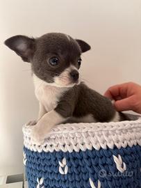 Chihuahua Blu mini