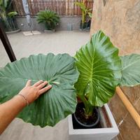 piante  di alocasia 