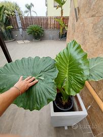 piante  di alocasia 
