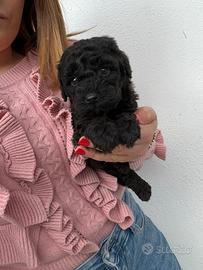 Barboncino Mini Toy Nero