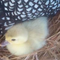 Anatroccoli di anatra muta colori particolari