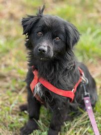 MONICA, coccolona in nero TG PICCOLA