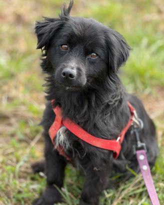 MONICA, coccolona in nero TG PICCOLA