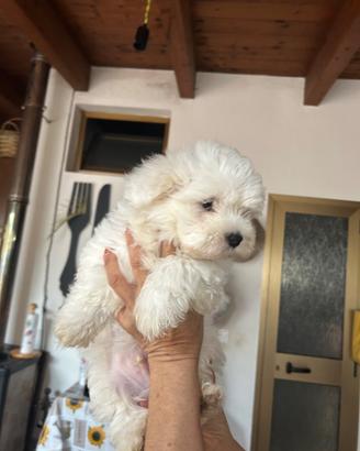 Cucciolo maltese