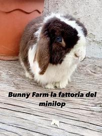 Conigli nani minilop
