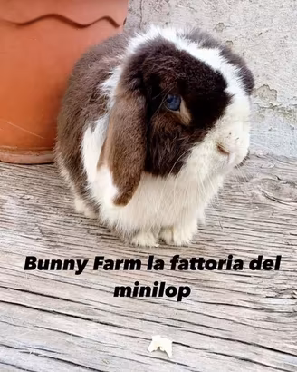 Conigli nani minilop