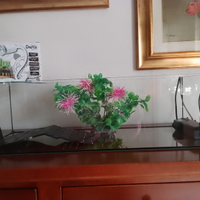 Acquario