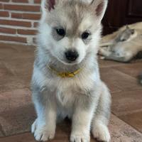 Meravigliosa cucciola di Siberian Husky