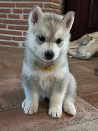 Meravigliosa cucciola di Siberian Husky