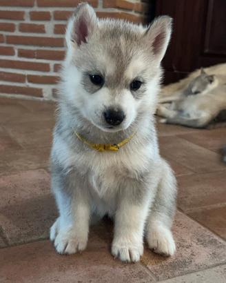Meravigliosa cucciola di Siberian Husky