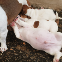 Jack russel terrier pelo corto