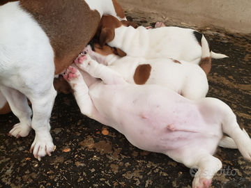 Jack russel terrier pelo corto