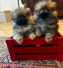 Volpino di Pomerania Pedegree Enci