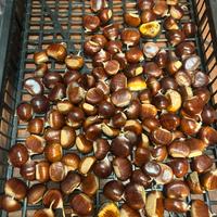 Castagne