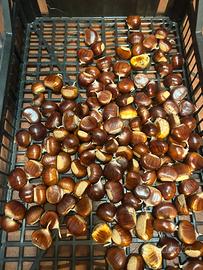 Castagne