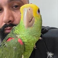 Amazzone oratrix testa gialla