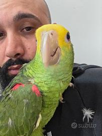 Amazzone oratrix testa gialla