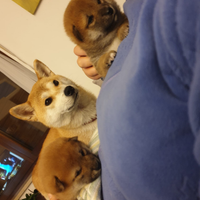 Cane razza shiba inu con pedigree