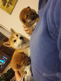 Cane razza shiba inu con pedigree