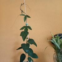 Passiflora cerulaea