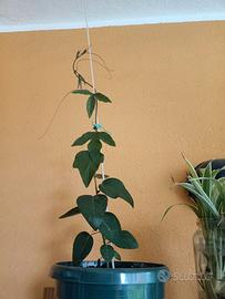 Passiflora cerulaea