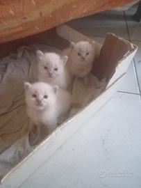 Tre gattini di Ancora Turco