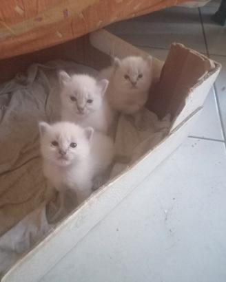 Tre gattini di Ancora Turco