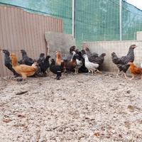 Pulcinotti galline ornamentali e pavoni