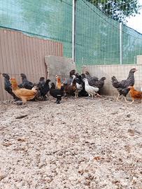 Pulcinotti galline ornamentali e pavoni