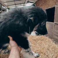 Pastore del Caucaso aborigeno: cuccioli
