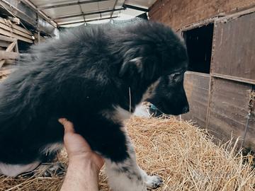 Pastore del Caucaso aborigeno: cuccioli