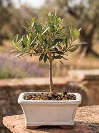 Bonsai di Olivo, Pianta Unica 26 cm, 16 Anni