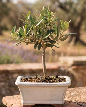 Bonsai di Olivo, Pianta Unica 26 cm, 16 Anni