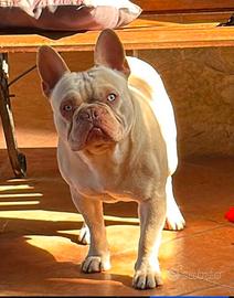 Bulldog francese isabella tan new shade