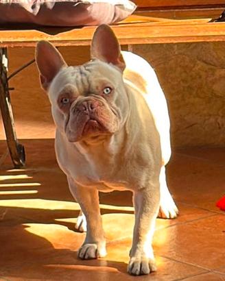 Bulldog francese isabella tan new shade