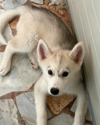 Husky bianco