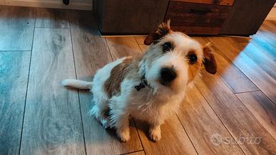 Jack Russell broken con pedigree