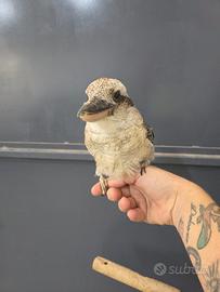 Baby e Coppie di Kookaburra 