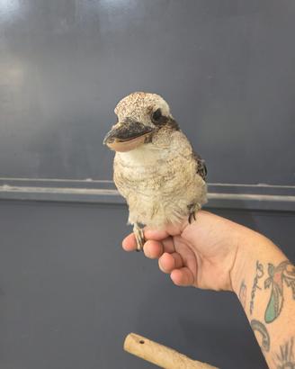 Baby e Coppie di Kookaburra 