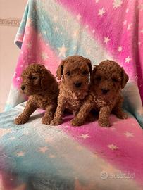 Barboncini toy e mini