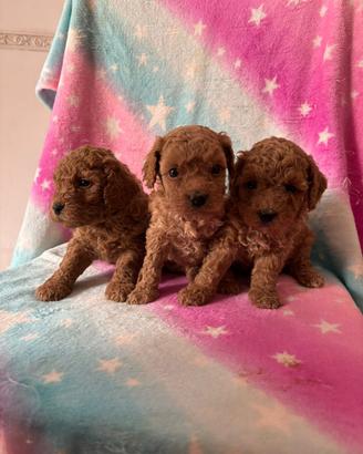 Barboncini toy e mini