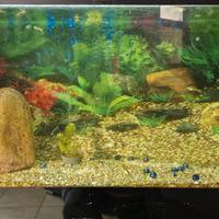 Acquario