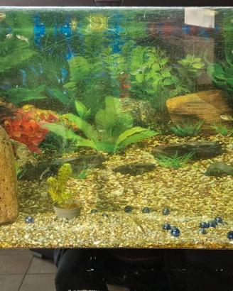 Acquario