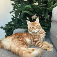 Main Coon Gigante per accoppiamento