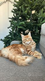 Main Coon Gigante per accoppiamento