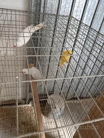 Pappagalli parrocchetto dal collare