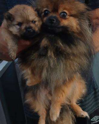 Cucciolo spitz pomerania