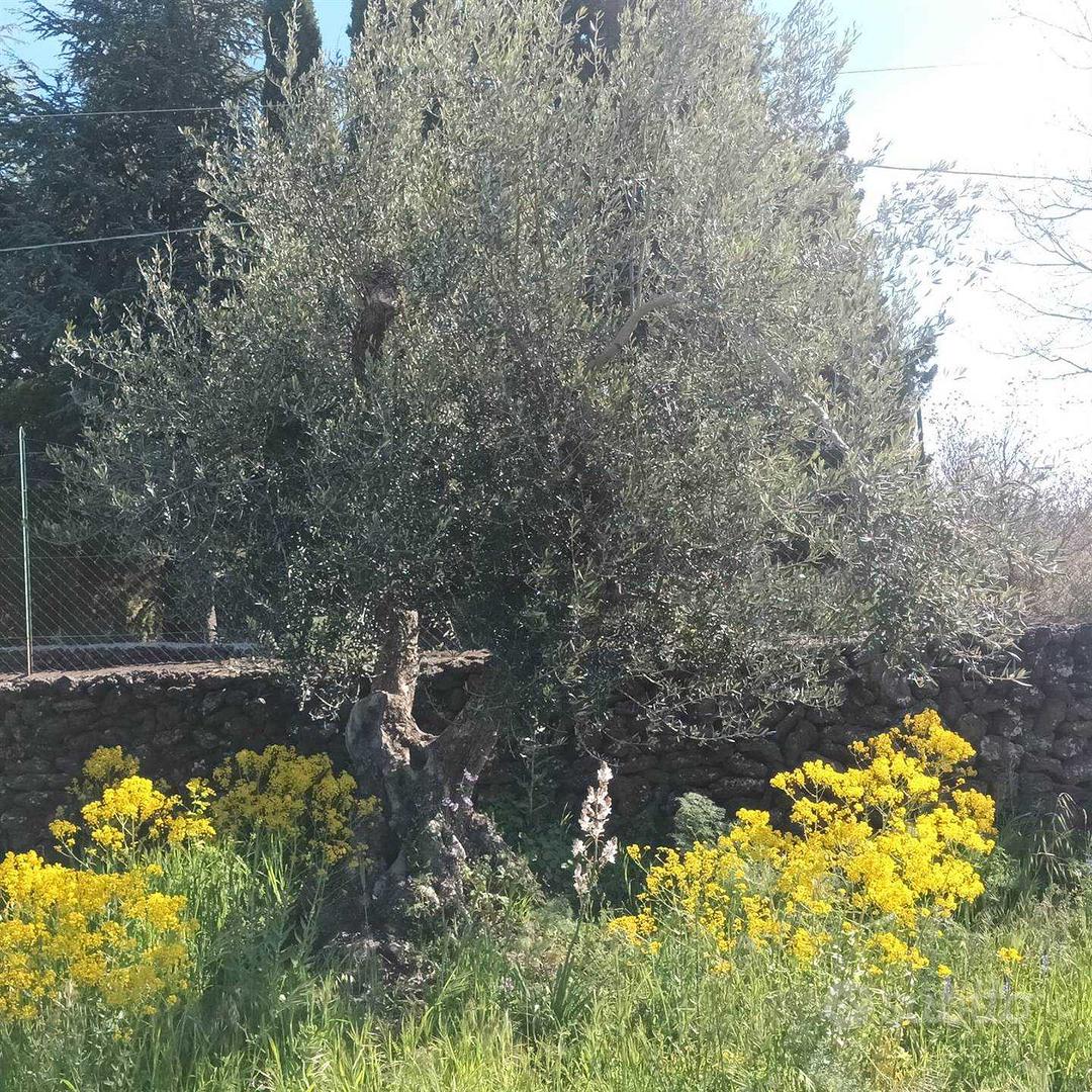 Rif.FF41| terreno agricolo belpasso - Vista 3