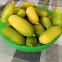 Finger lime